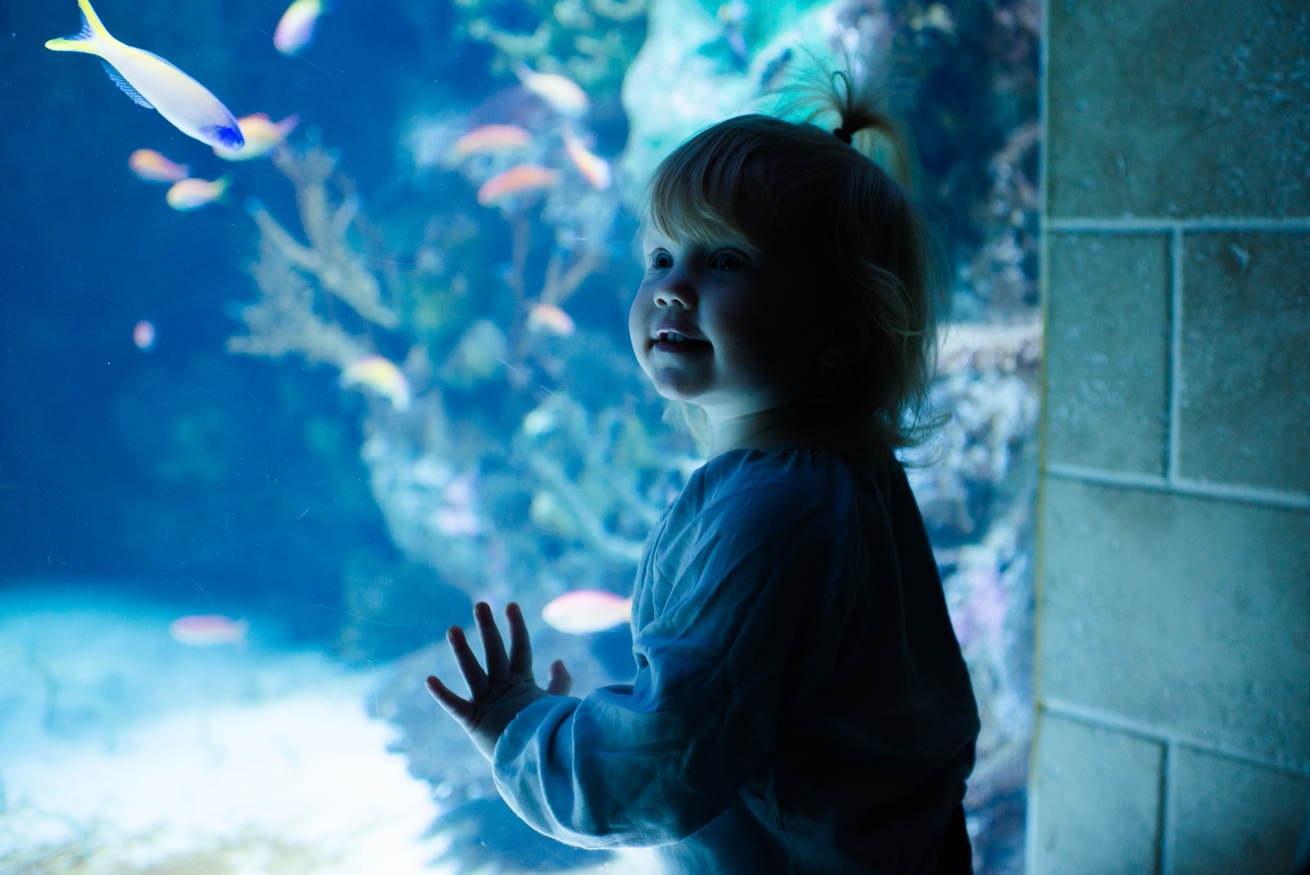 Photos from the Georgia Aquarium in Atlanta