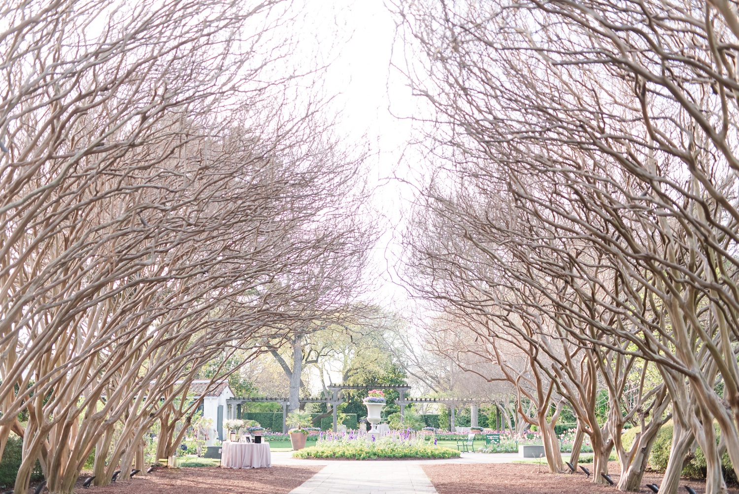 Dallas Arboretum Wedding Crepe Myrtle Allee